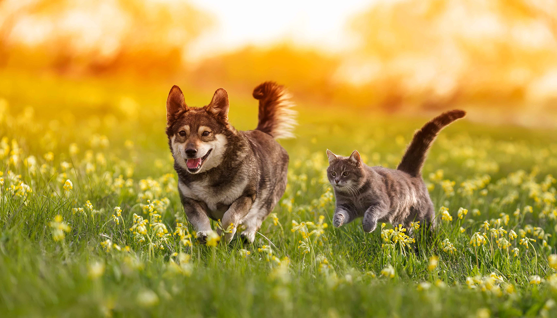 Ein Hund und eine Katze laufen nebeneinander über eine Blumenwiese im Sonnenuntergang