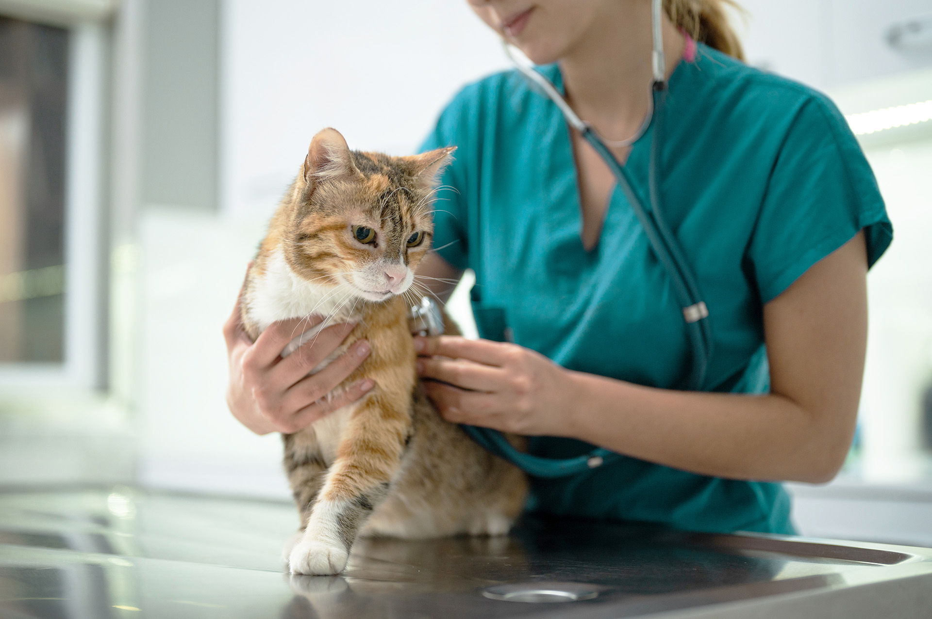 Tierärztin untersucht eine Katze mit einem Stethoskop