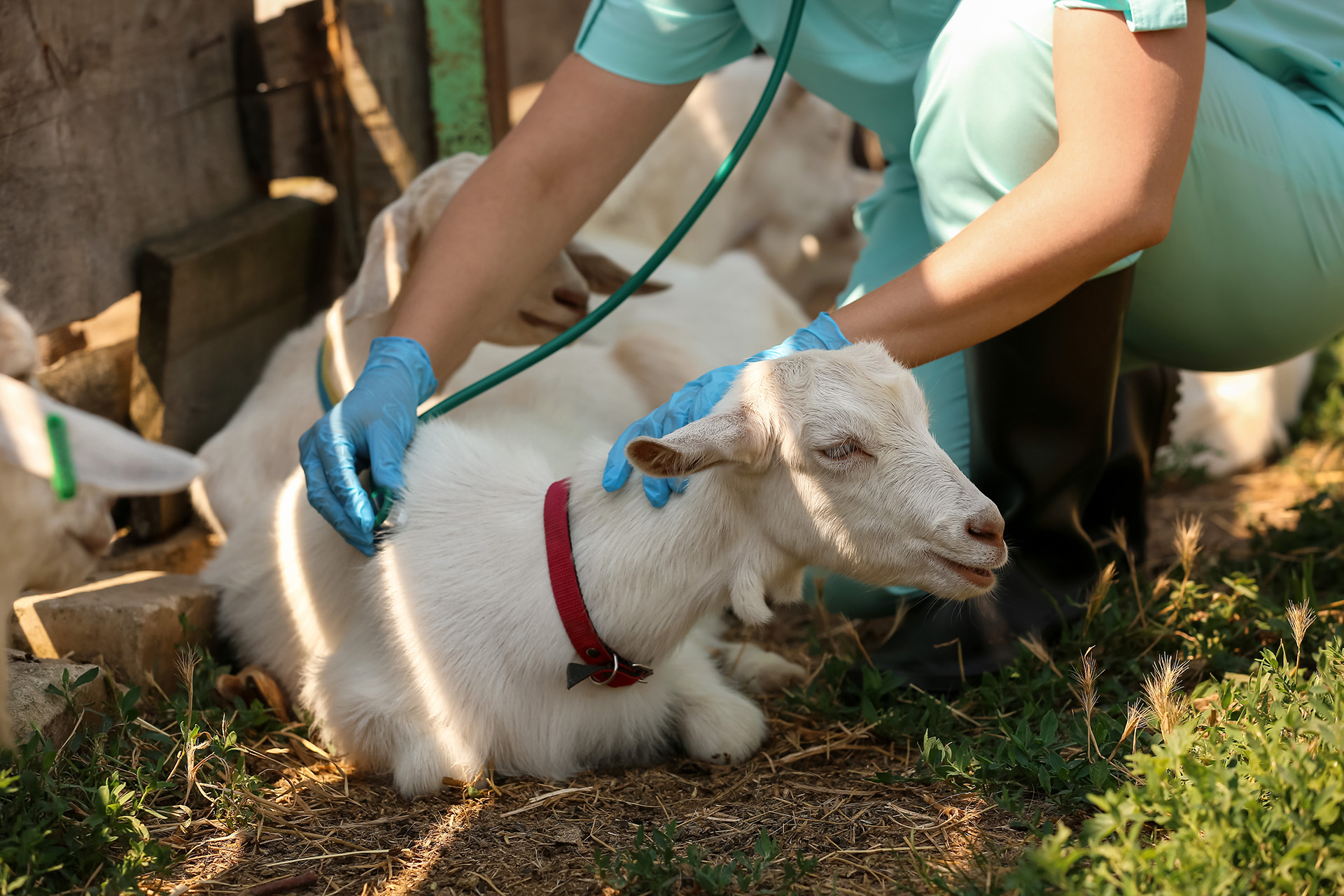 Tierarzt untersucht eine Ziege im Stall